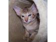 A cinnamon shaded Oriental shorthair kitten available....