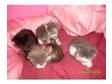5 kittens for sale at £30 each 3 boys and 2 girls ready....