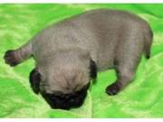 Pug Puppies for loving homes