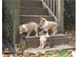 Shetland Sheepdog Puppies for Sale KC,  Shetland....