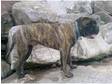 for sale kc reg 1 yr old bull mastiff dog