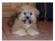 Coco - Lhasa Apso male puppy. Newport Gwent area -....