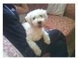 Loving male Bichon Frise for sale. Very loving and good....