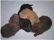 KC registered SHAR PEI puppies