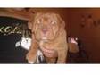 Dogue De Bordeaux Puppy. Beautiful,  chunky and full of....