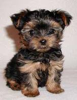 yorkie puppy for free adoption
